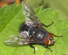 240px-BlueBottleFly.jpg