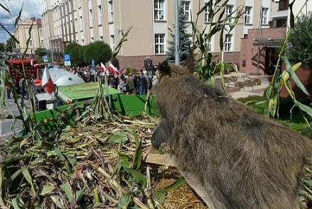 a dziki nadzwyczaj spokojne.jpg